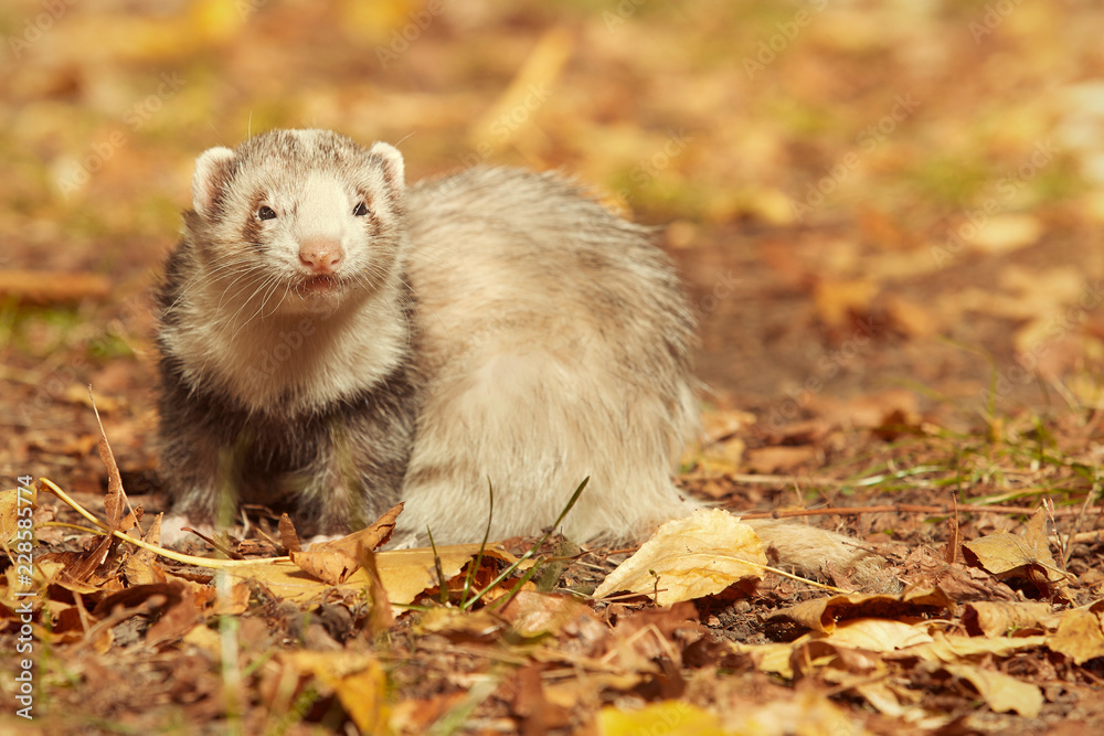 Ferret female posing and enjoying their walk and game in autumn park Ferret female posing and enjoying their walk and game in autumn park