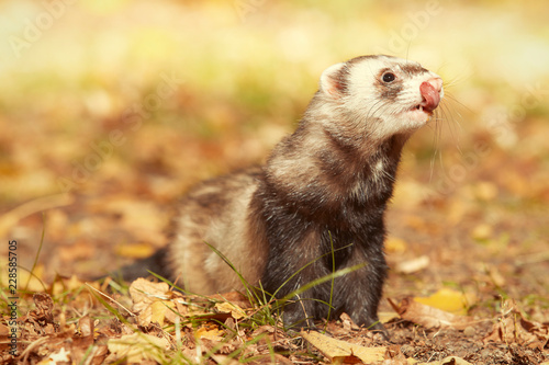 Ferret female posing and enjoying their walk and game in autumn park