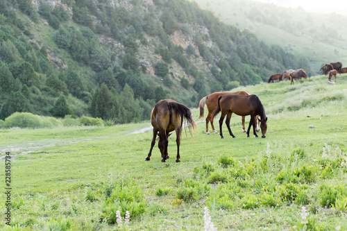 Wild horses in a nature reserve. The horses belonging to a local farm. The farm is closed. Horses are walking by themselves