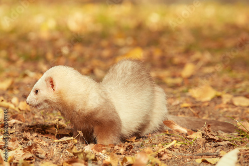 Ferret female posing and enjoying their walk and game in park
