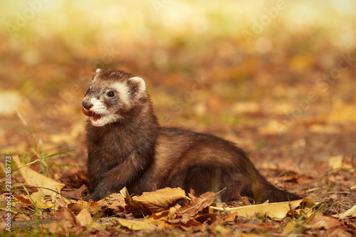 Ferret female posing and enjoying their walk and game in autumn park