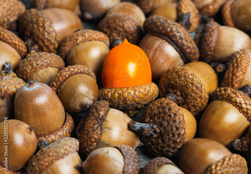 colorful acorn against of ordinary acorns abstract vision be different, unique personality or standing out from the crowd, leadership quality. beautiful still life background 