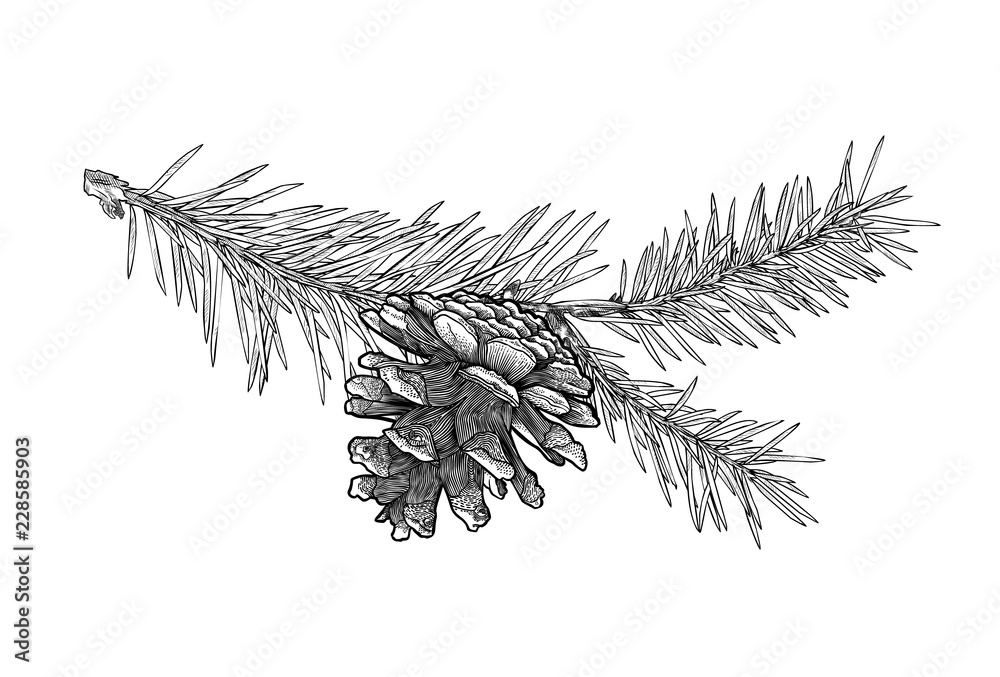 Hand drawn Fir tree branch with cone isolated on white background. - obrazy, fototapety, plakaty 