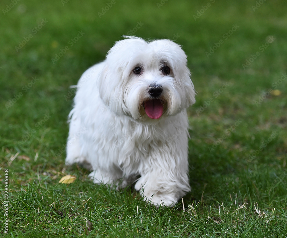 white dog in the grass white dog in the grass