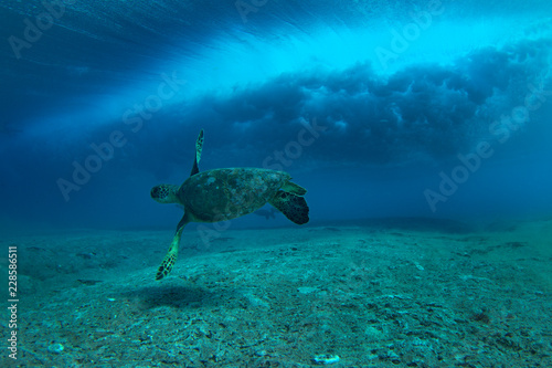 Sea turtle swimming underwater