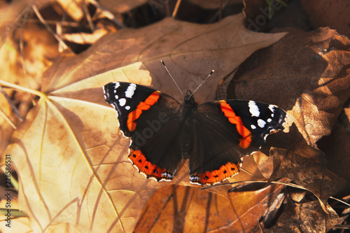 Colorful autumn butterfly on a maple leaves. photo