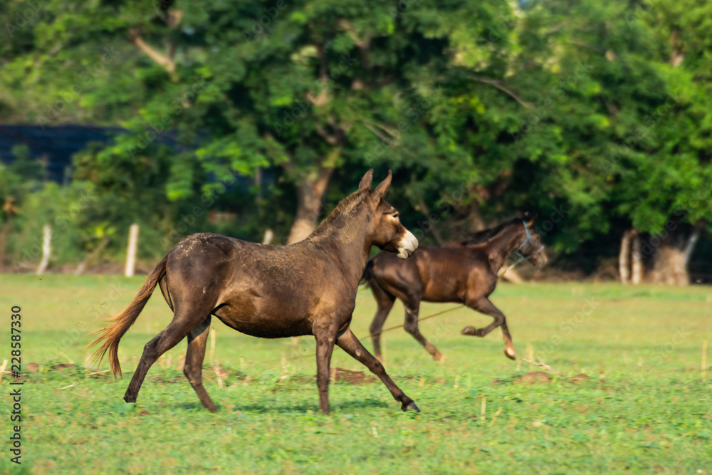 Naklejka premium caballos