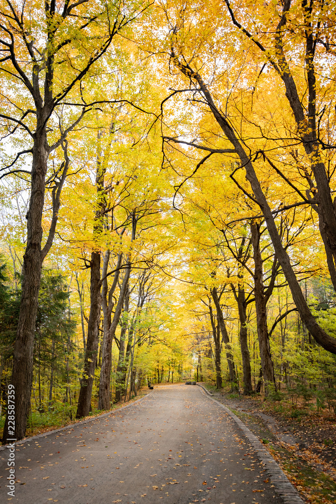 Chemin dans une forêt au feuillage jaune