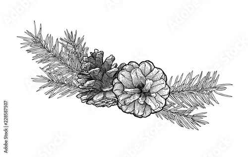 Hand drawn Fir tree branch with cone isolated on white background.