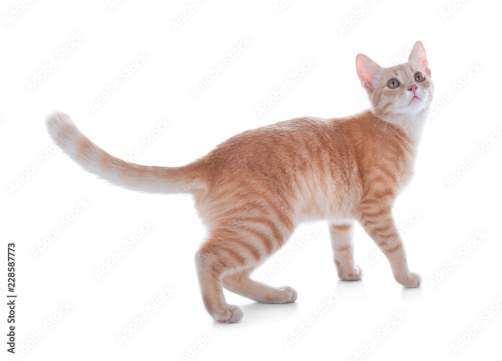 Adorable yellow tabby cat on white background Adorable yellow tabby cat on white background