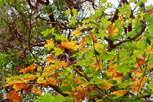 Yellow foliage on trees. Autumn leaves. Autumn background.