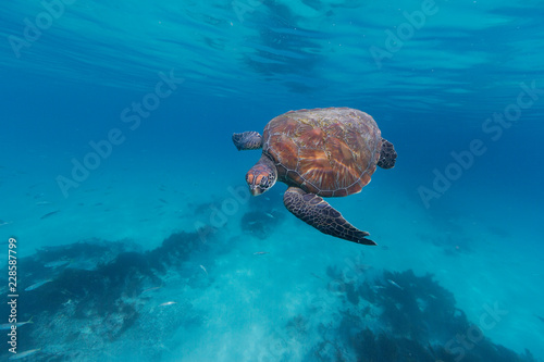 Sea turtle swimming underwater photo