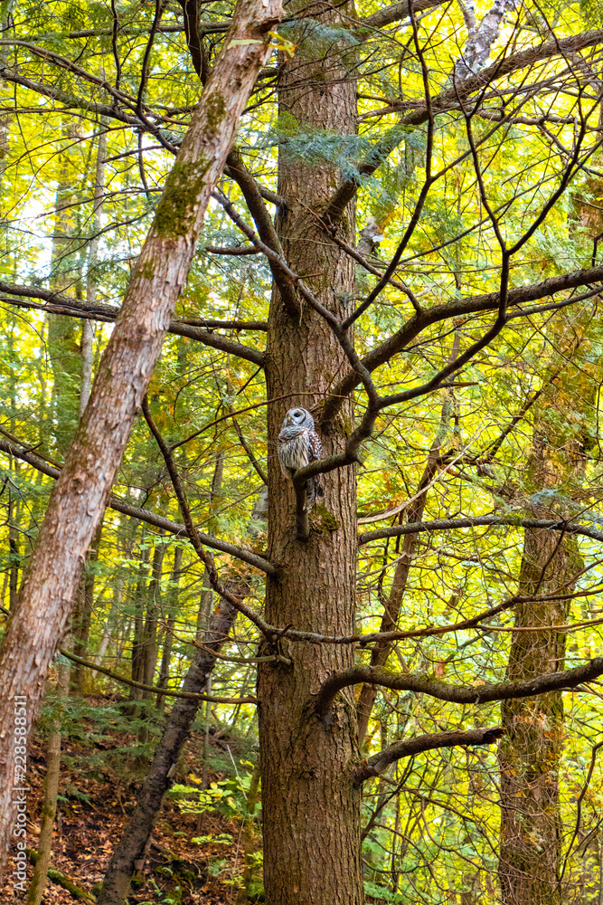 Fototapeta premium The Same Owl