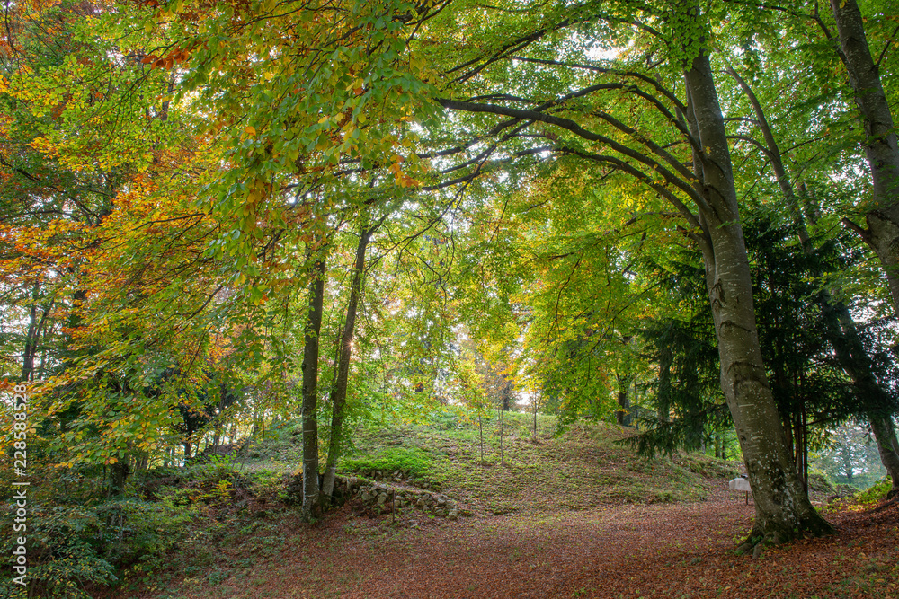 Fototapeta premium forest in the fall