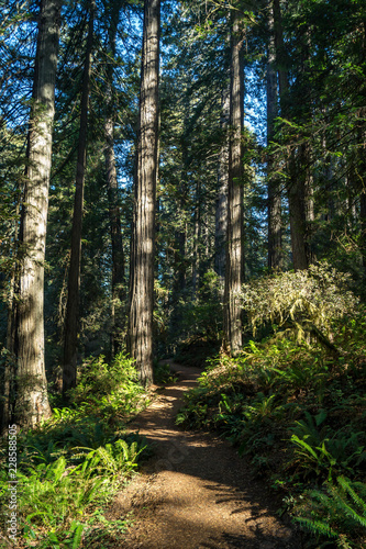 Lady Bird Johnson Grove Trail in Redwood National Park in California photo