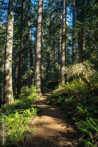 Old growth trees surround Lady Bird Johnson Grove Trail in Redwood National Park