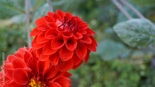 Dahlias Melody Mambo closeup 1.