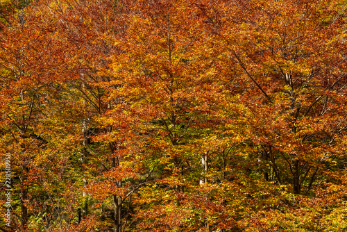 Woods in autumn, natural patterns and background
