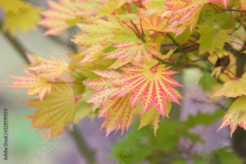 klon palmowy Bihou-Acer palmatum Bihou