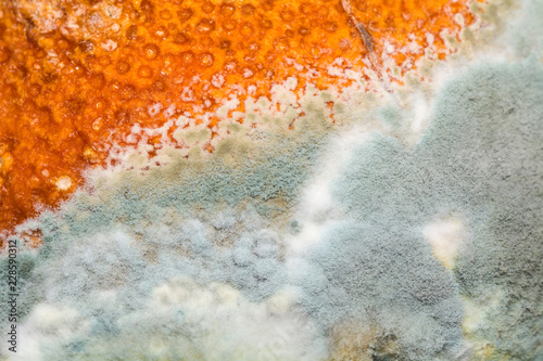 Natural texture of mold on mandarine fruit macro. Rotten background