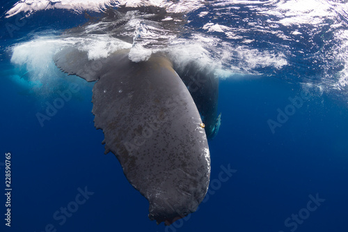 Humpback whale's tail underwater
