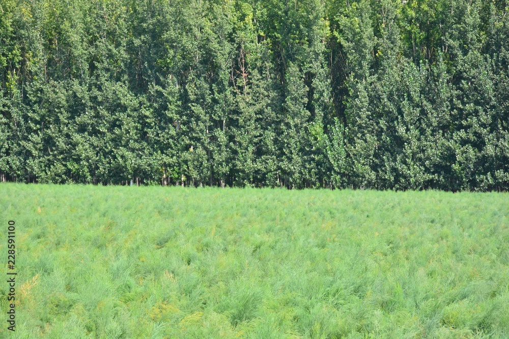 Obraz premium Álamos y espárragos