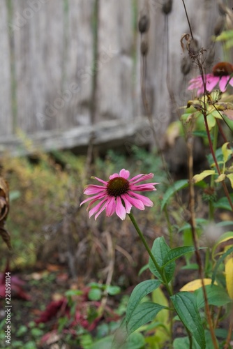 echinacea purpurea close up on the flower photo