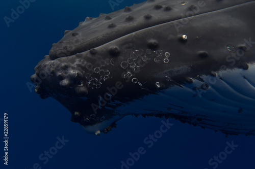 Humpback whale's mouth