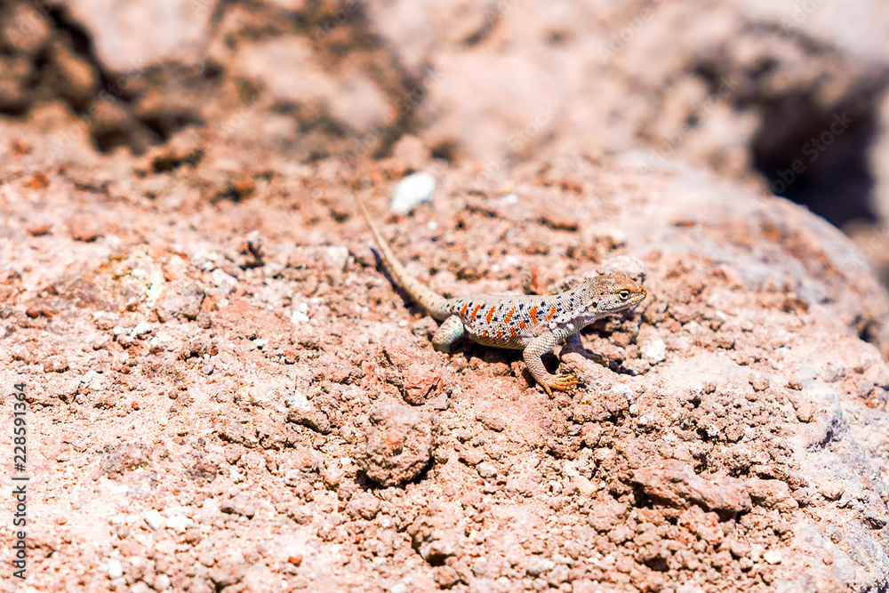 Lizard basking in the sun in the Atacama desert, Chile. Close-up. With selective focus. Lizard basking in the sun in the Atacama desert, Chile. Close-up. With selective focus.