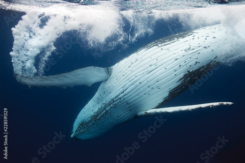 Humpback whale swimming underwater