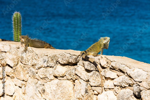 Iguana basks in the sun in Playa Lagun, Curacao, Netherlands. With selective focus.