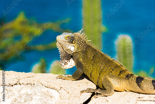 Iguana basks in the sun in Playa Lagun  Curacao  Netherlands. With selective focus.