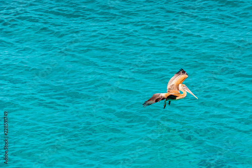 Pelican flies against the sea  Curacao  Netherlands. With selective focus.