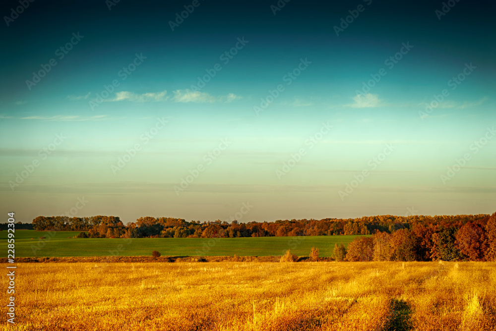 autumn field after the harvest of wheat