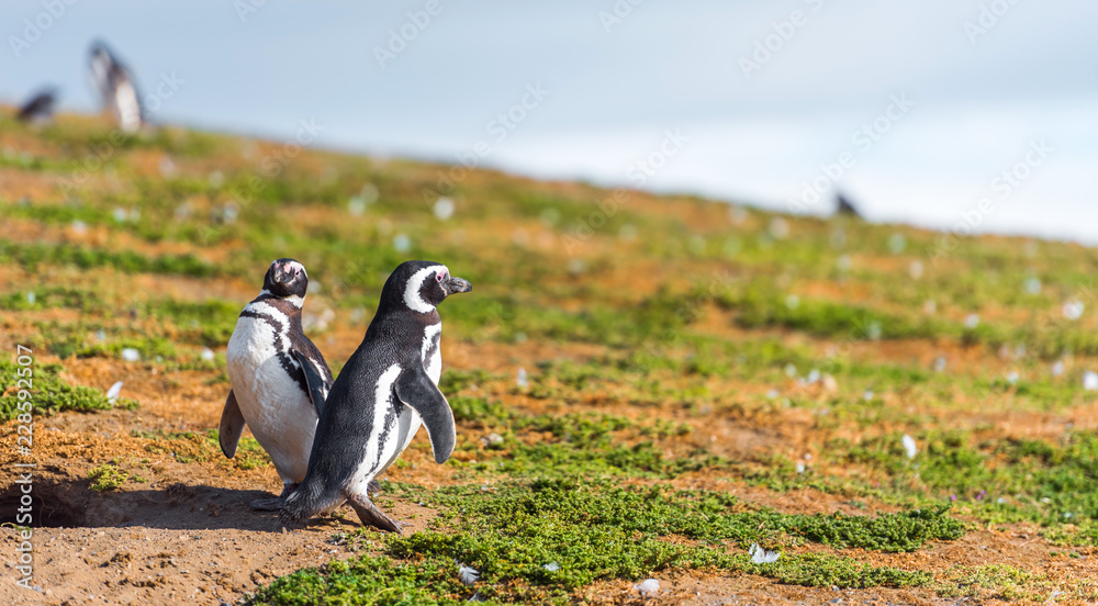 Obraz premium Para pingwinów magellana, Spheniscus magellanicus, Isla Magdalena, Patagonia, Chile.