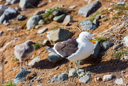 Seagull with chick, Isla Magdalena, Patagonia, Chile.