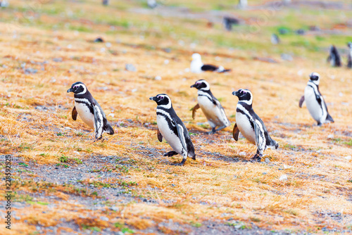 A group of Magellanic Penguin  Spheniscus magellanicus  Isla Magdalena  Patagonia  Chile.