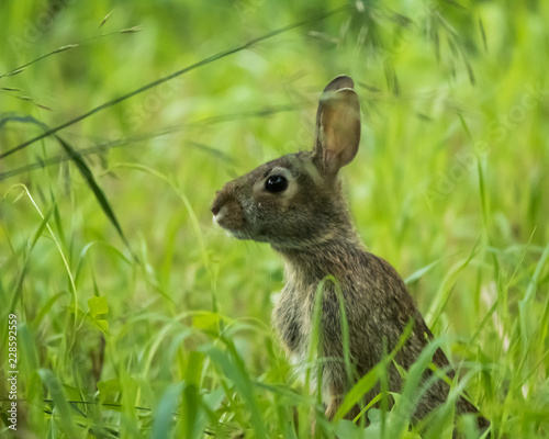 Cottontail Rabbit © Dan