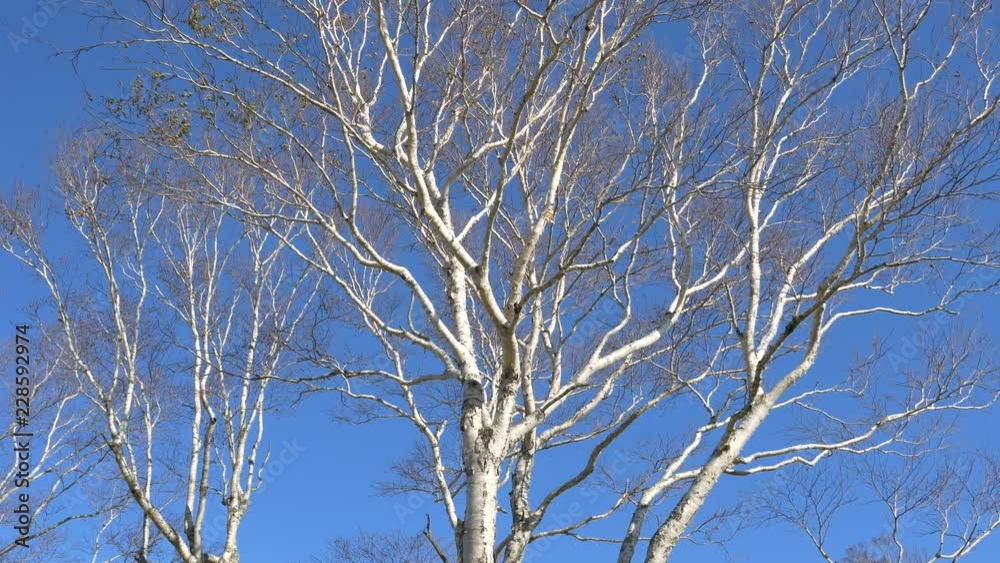White birch White birch