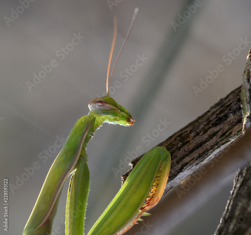 Tuscany, green praying mantis climbs a stem of a plant