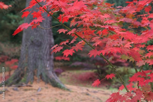 red maple tree in the park