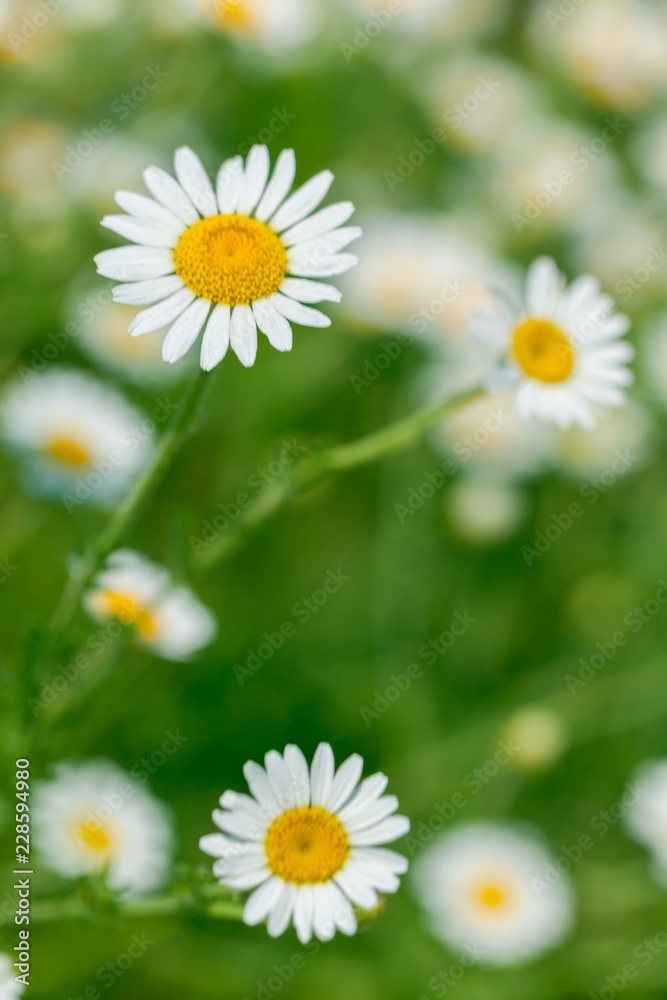 Naturally growing chamomile or daisy flowers Naturally growing chamomile or daisy flowers