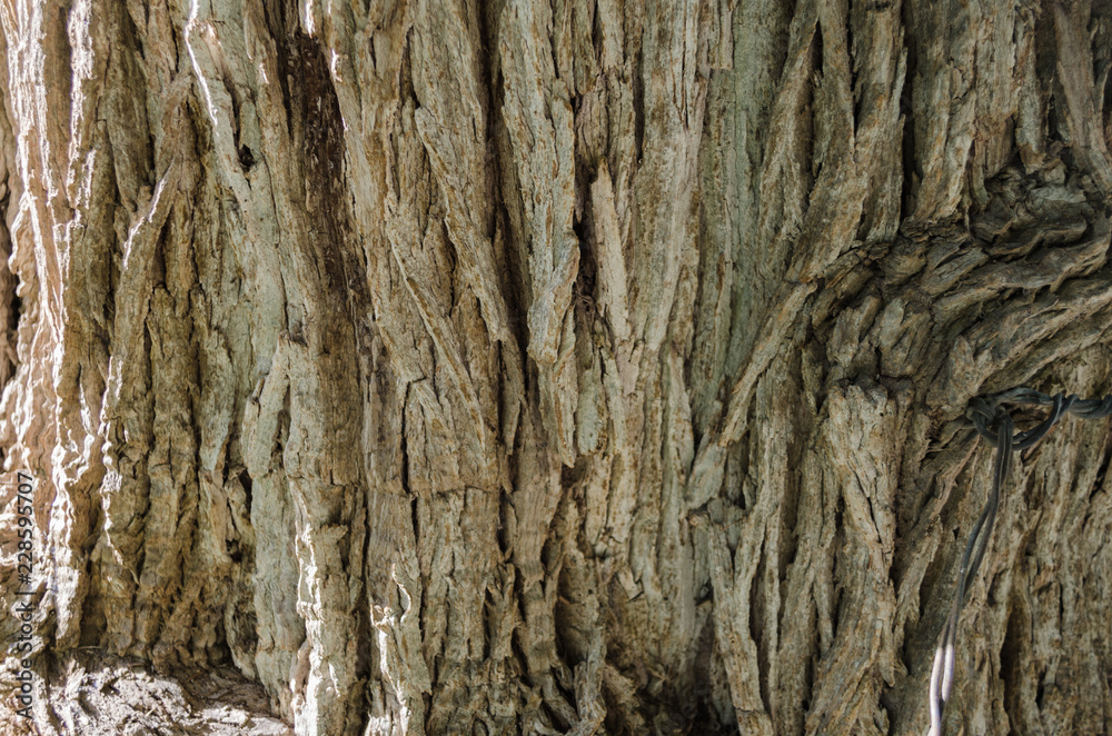 bark of tree, close up to the trunk of a tree. bark of tree, close up to the trunk of a tree.