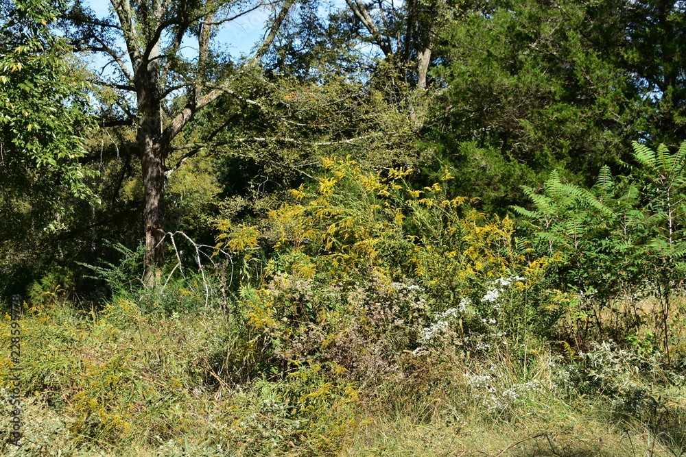 goldenrod in field goldenrod in field