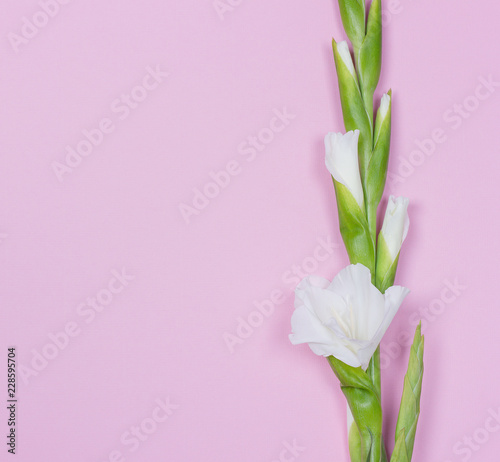 Beautiful white gladiolus on pink pastel background. © Zaitseva