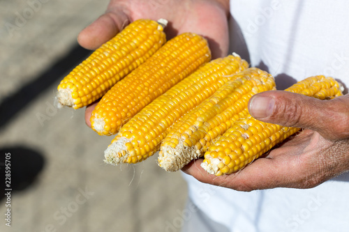 corn to dry and the hand of man