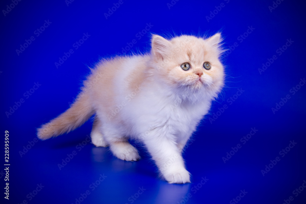 Scottish straight longhair cat on colored backgrounds