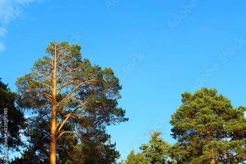 Beautiful tops of pines and a blue clear sky. Background. Landscape.
