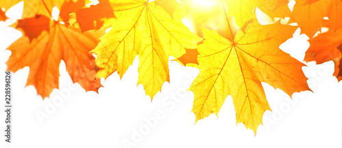 Goldener Herbst auf weissem Hintergrund