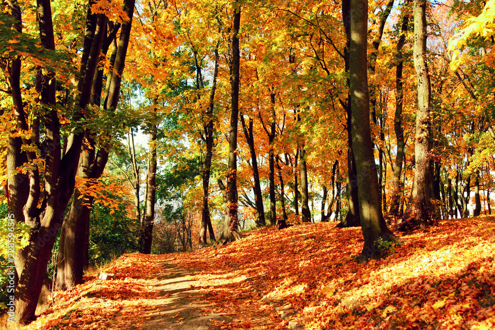 Fototapeta premium Goldener Herbst